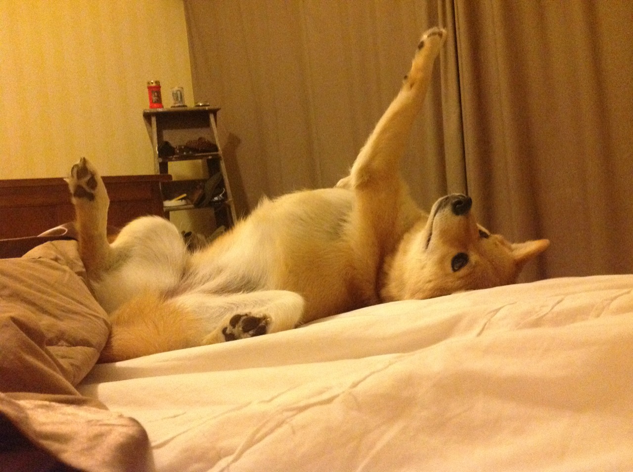 双重战场，从绿茵鏪战到赛道轰鸣，征服者的黎明