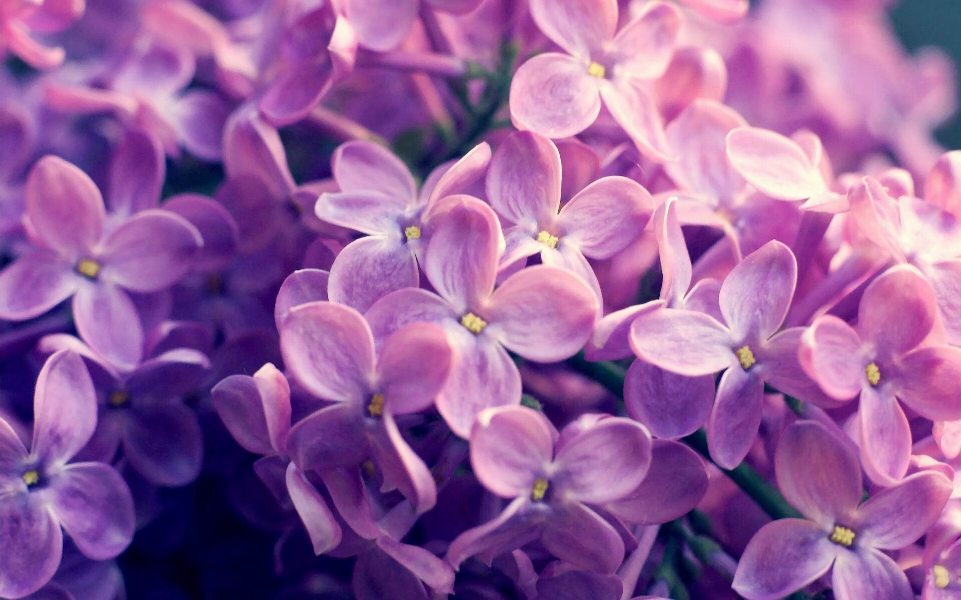 富安健洋演绎现代防守艺术,亚特兰大1-0力克法国劲旅的战术密码