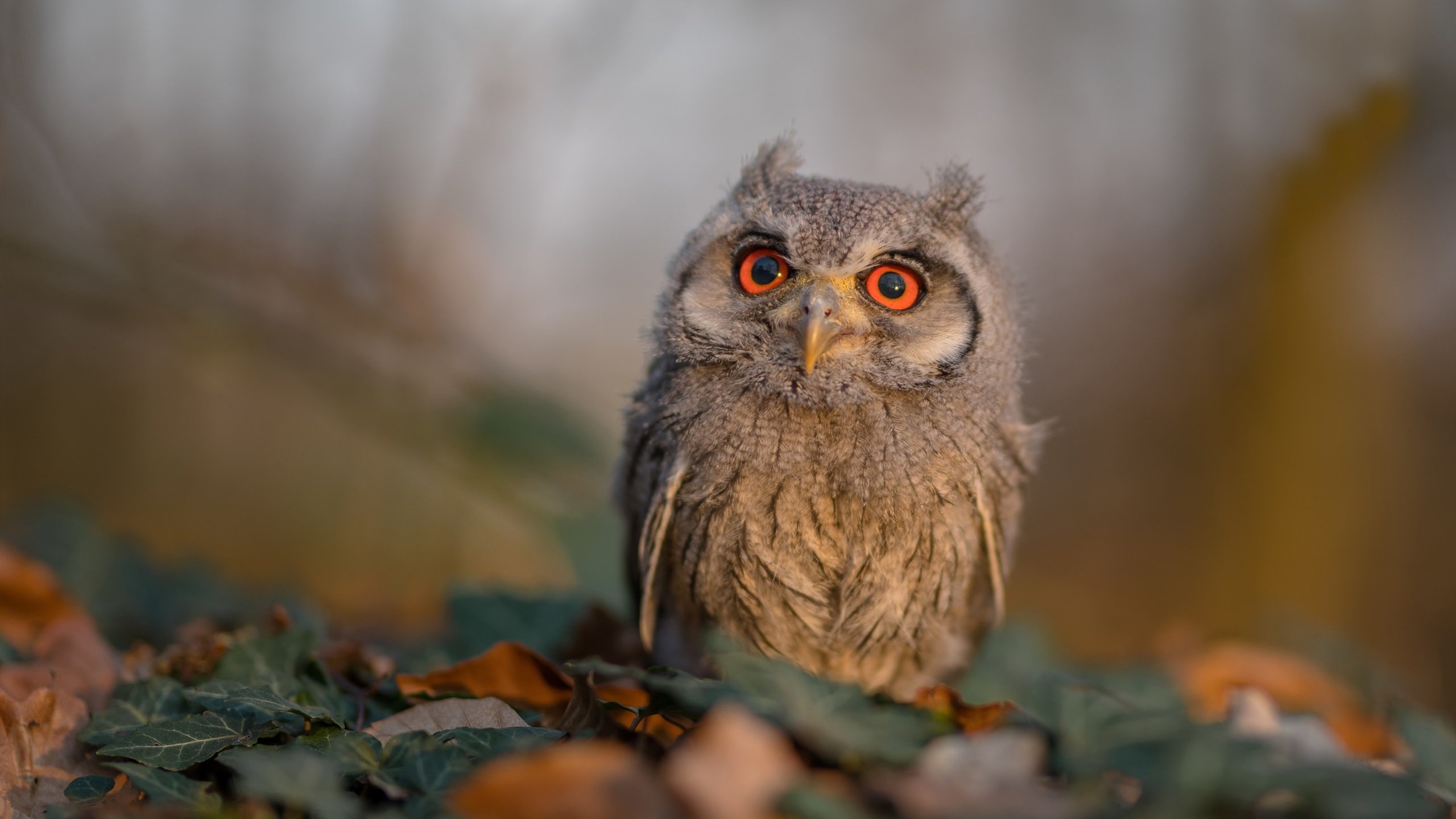 唯一性的闪光,当拉齐奥击败奥地利豪门,贝林厄姆在国家德比书写历史