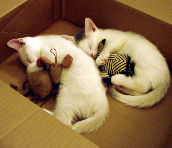 封神之战！伦纳德绝境逆天一击，活塞哀叹，为何偏偏今夜