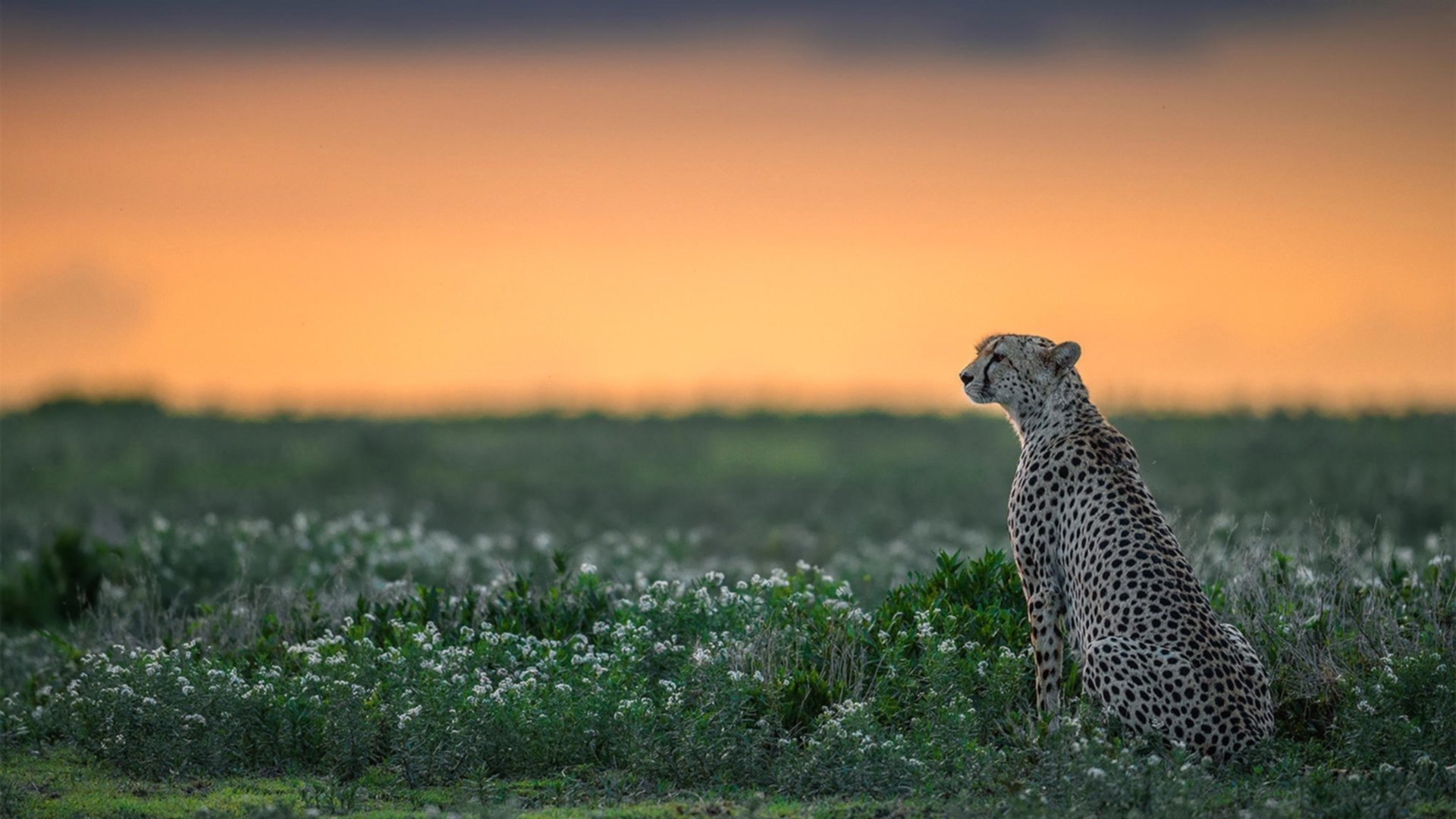 黑色闪电撕裂鹈鹕防线，霍勒迪一手导演马刺式收割