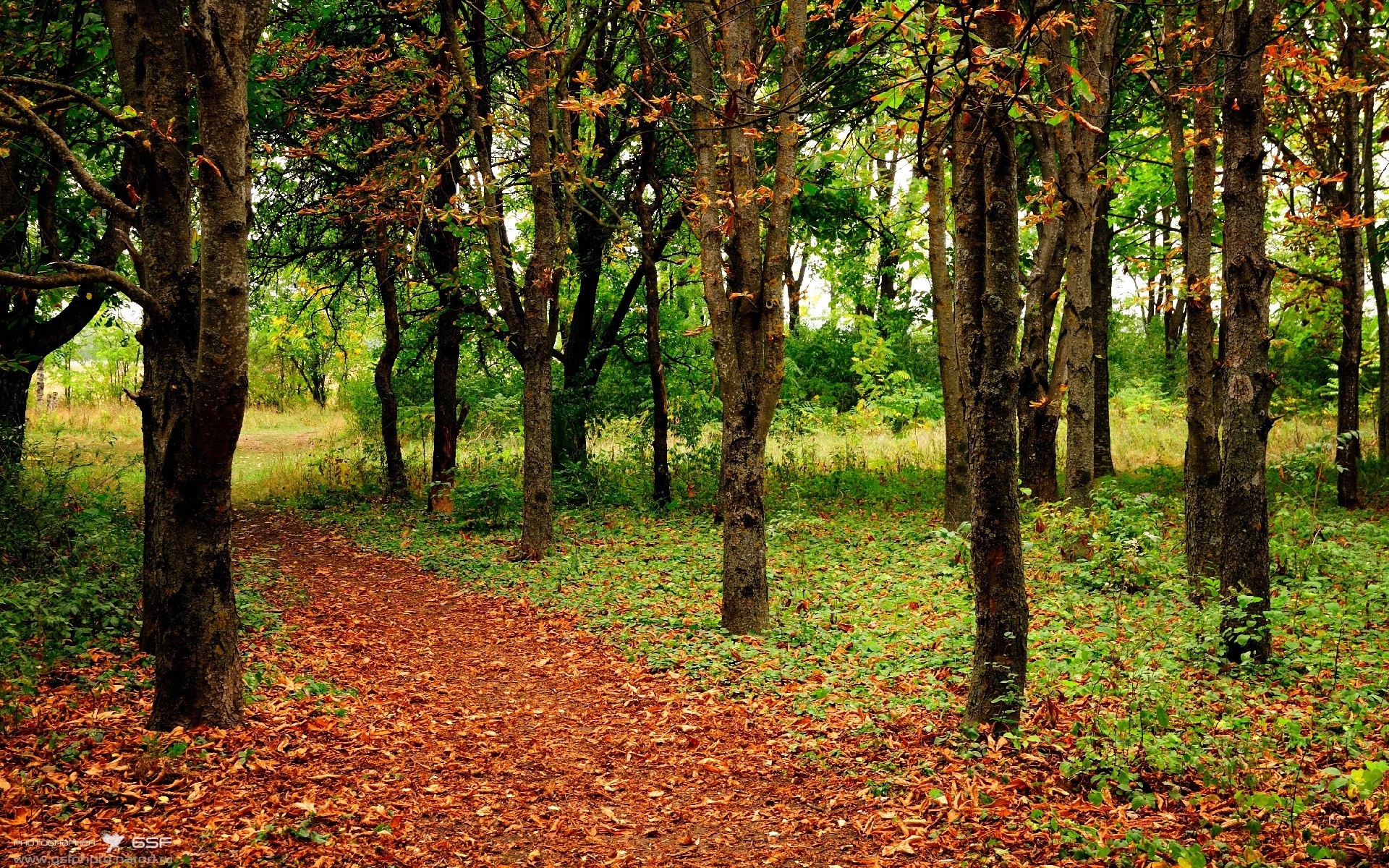 绿白风暴席卷沙漠金元，贝蒂斯欧冠淘汰赛用足球纯粹性压制卡塔尔足球范式