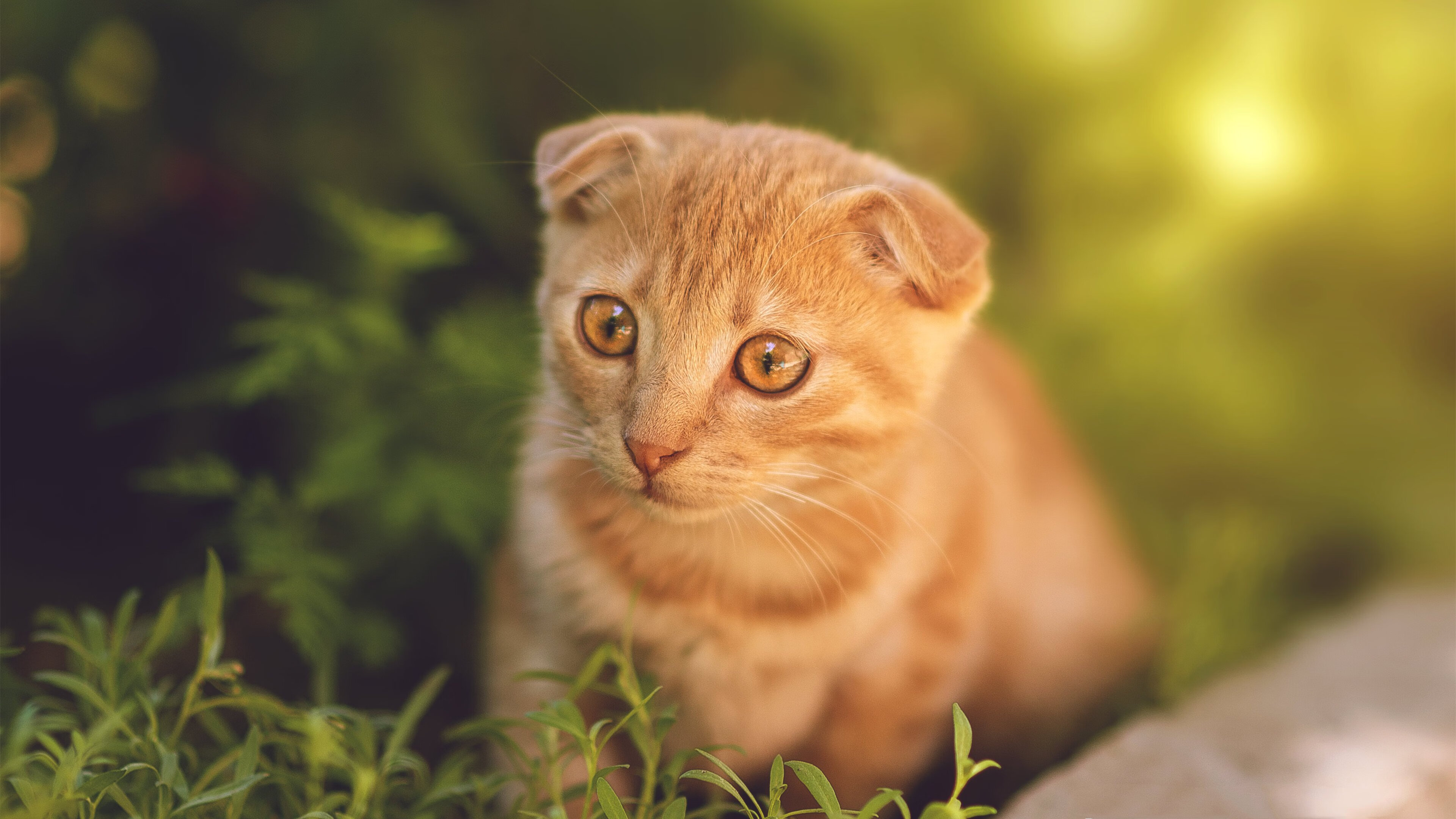 绿茵魔术师驶入霓虹赛道，当哈弗茨的上帝视角接管F1街道赛之夜