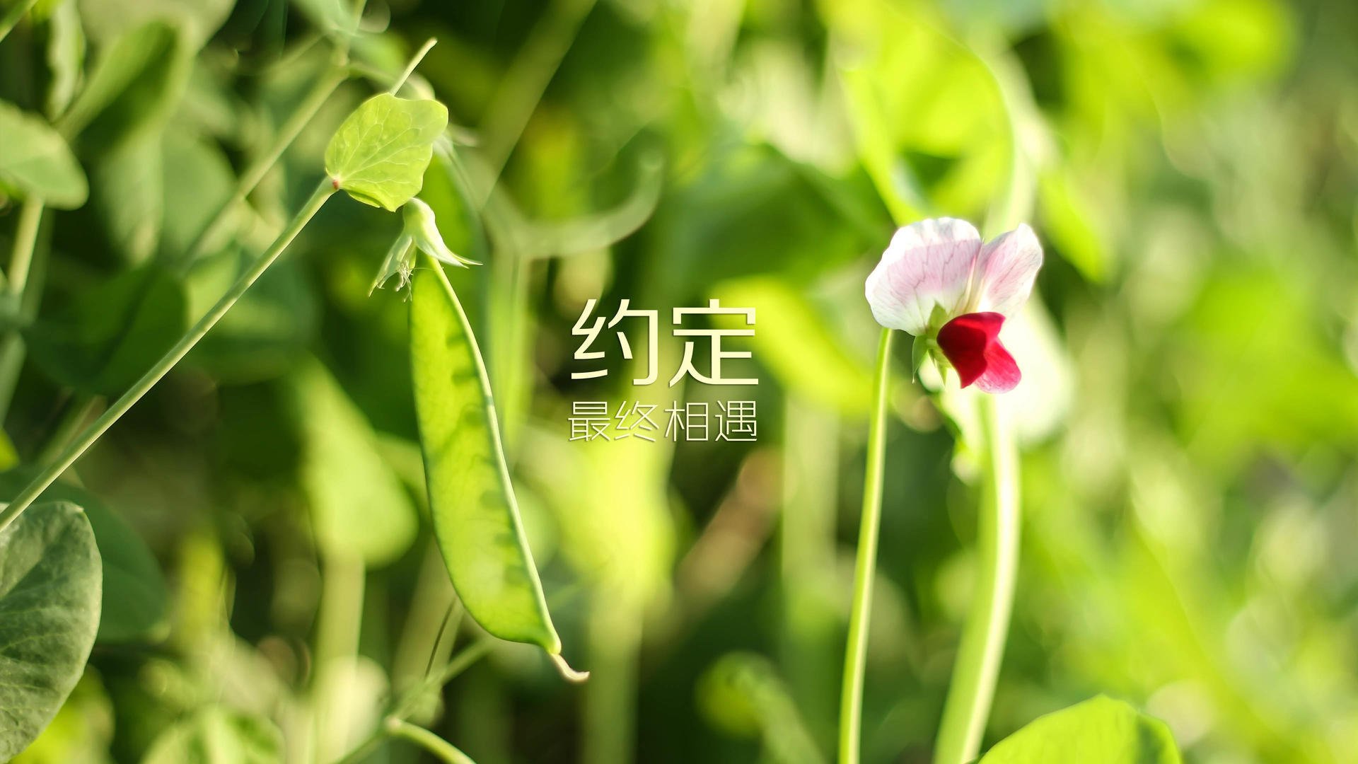 血色绿茵的双面剧本，当北非铁骑的碾压成为序曲，福登的绝唱如何定义2026世界杯的唯一性